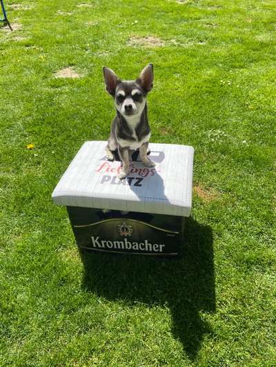 Hundetreffen-Gemeinsame Gassirunde im Möhnetal-Bild