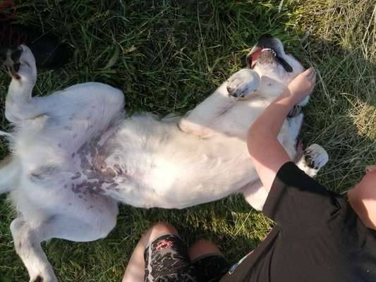 Dogorama Photo Challenge - Zeigt her eure Bäuche-Beitrag-Bild