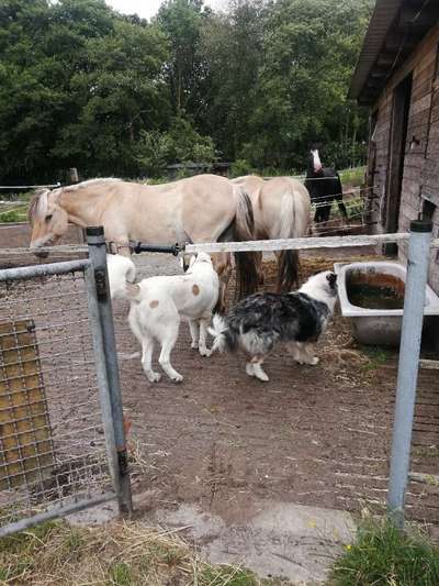 Pferde und hunde-Beitrag-Bild