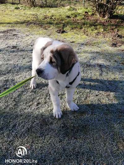 Herdenschutzhunde-Beitrag-Bild