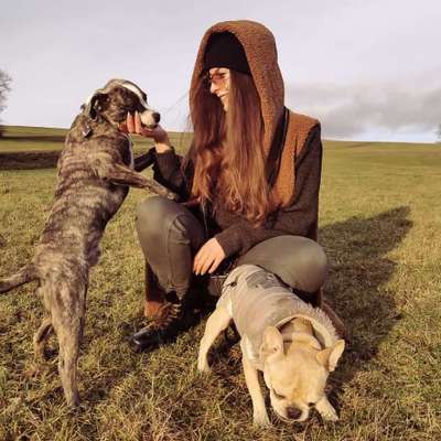 Hundetreffen-Spazieren / Trainieren / Spielen-Bild