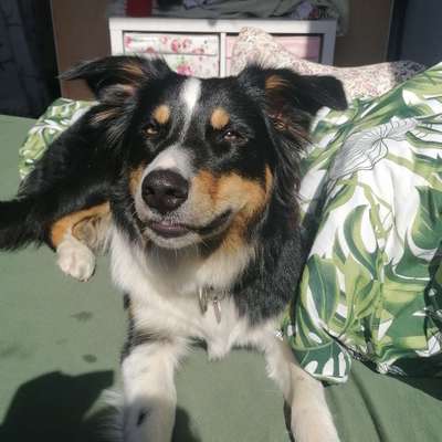 Hundetreffen-Gassirunde