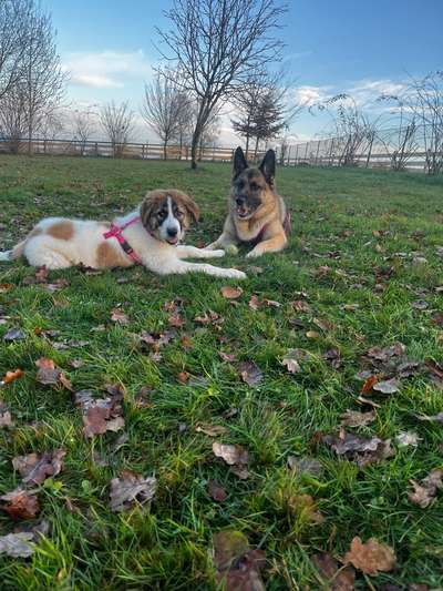 Hundetreffen-Spielrunde und Gassirunde mit unseren Welpen🥰-Bild