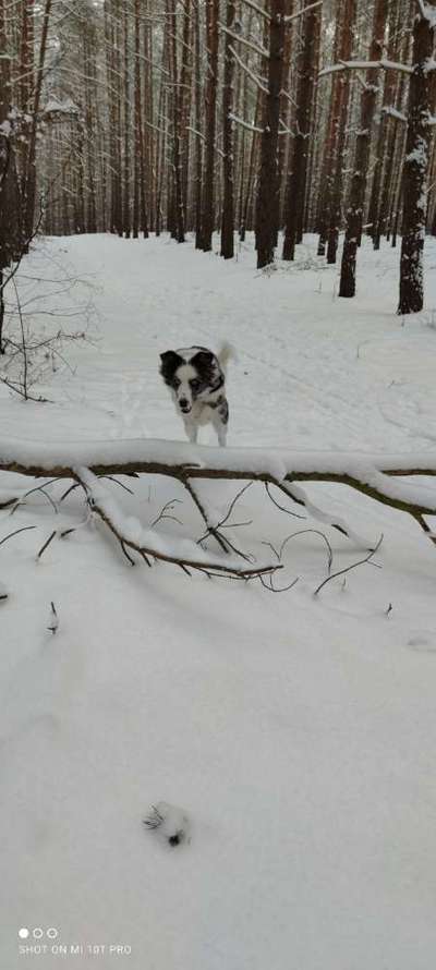 Hundetreffen-Gassirunde-Bild