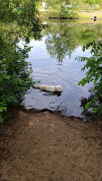 Hundeauslaufgebiet-Am Kanal-Bild