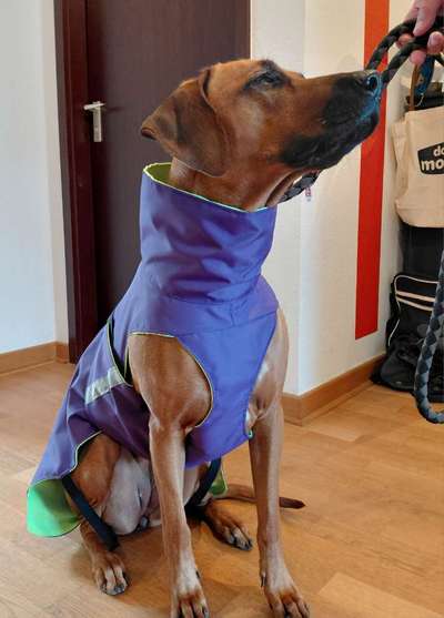 Regenmantel für den Hund (nötig?/Empfehlungen)-Beitrag-Bild