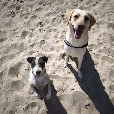 Hundetreffen-Gassi, Rennen, Toben-Bild