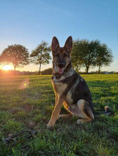 Zeigt her eure Junghunde :)-Beitrag-Bild