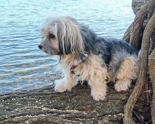 Tierschutz - Auslandstierschutz oder örtliches Tierheim?-Beitrag-Bild