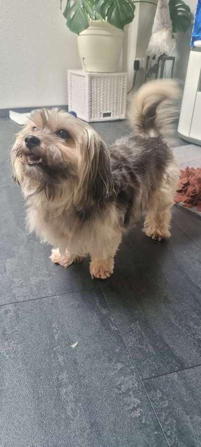 TierschutzhundeStammtisch🐕-Beitrag-Bild