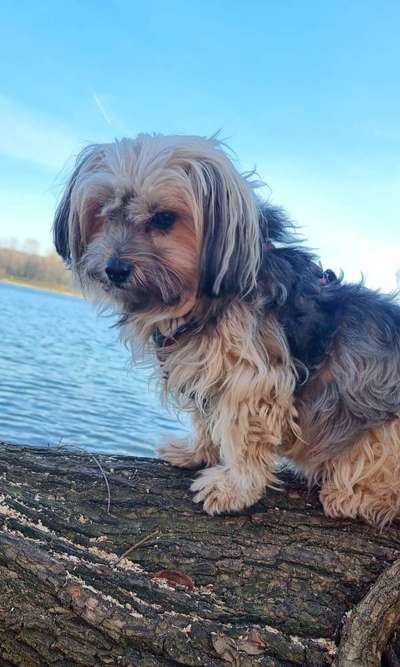 TierschutzhundeStammtisch🐕-Beitrag-Bild