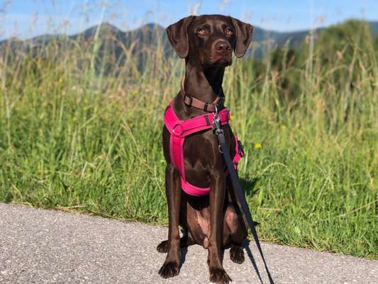 Labradorfans-Beitrag-Bild