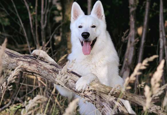 Weißer Schweizer Schäferhund-Beitrag-Bild