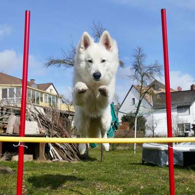 Hundetreffen-SocialWalk/Training/Gassi/Beschäftigung-Bild