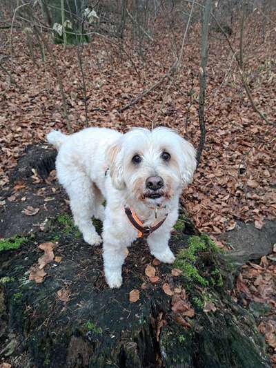 Fotosammlung: ,,Der natürliche Hund" Unbearbeitet, ungestellt und in Natura-Beitrag-Bild