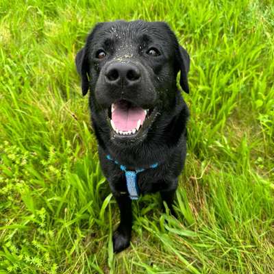 Hundetreffen-Freundschaften knüpfen-Bild