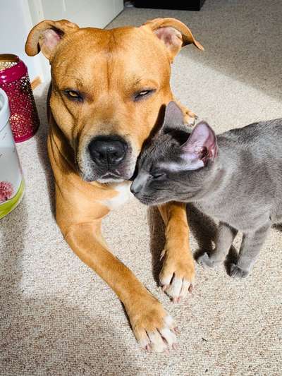 Freunde von 'Kampfhunden'-Beitrag-Bild