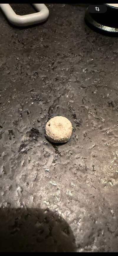 Könnte das Giftköder sein?-Beitrag-Bild