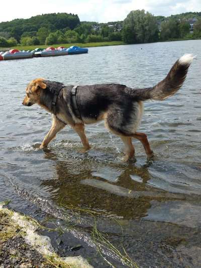 Dogorama-Monats-Challenge-Mai "Wasser"-Beitrag-Bild