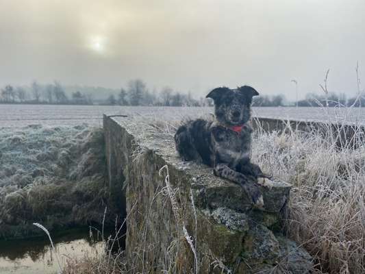 Zeigt mal die schönsten Bilder von euren Hunden !-Beitrag-Bild