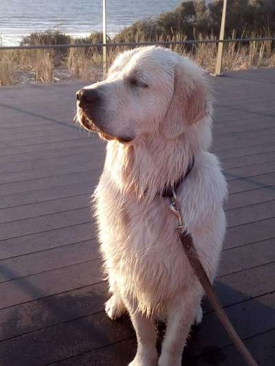 Golden Retriever-Beitrag-Bild