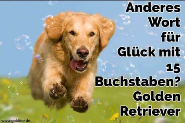 Golden Retriever-Beitrag-Bild