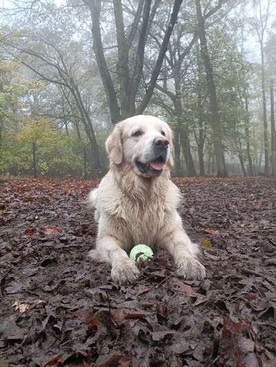 Wo sind die Golden Retriever Liebhaber?-Beitrag-Bild