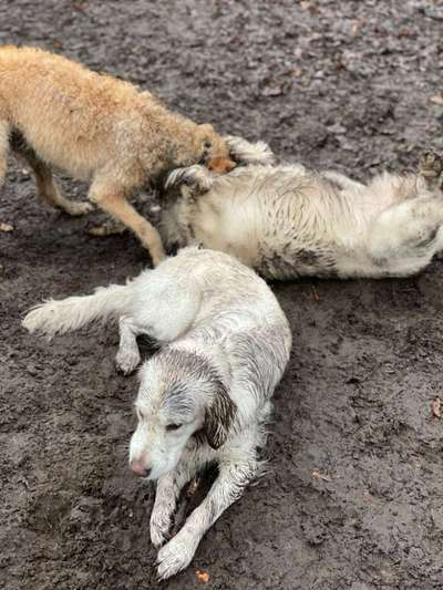 Wo sind die Golden Retriever Liebhaber?-Beitrag-Bild