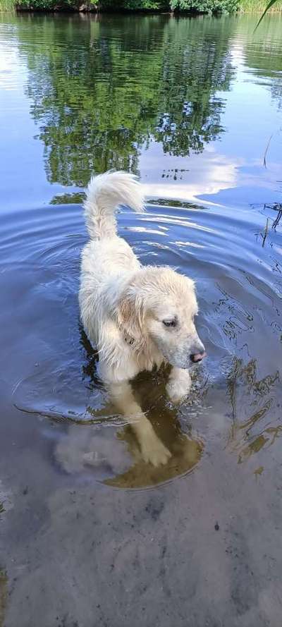Wo sind die Golden Retriever Liebhaber?-Beitrag-Bild