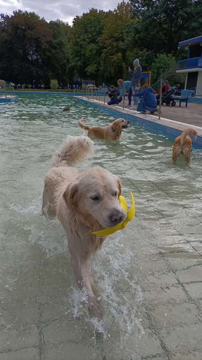 Wo sind die Golden Retriever Liebhaber?-Beitrag-Bild