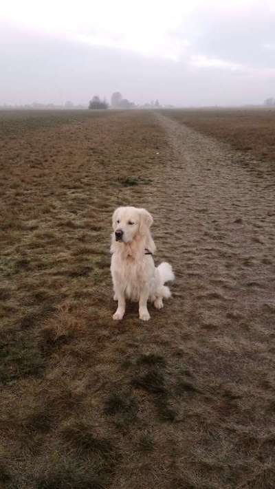 Hundetreffen-Hundetreffen in Verden-Bild