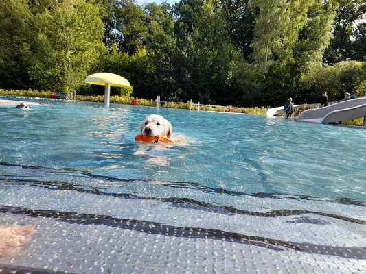 Wo sind die Golden Retriever Liebhaber?-Beitrag-Bild