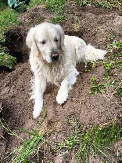 Wo sind die Golden Retriever Liebhaber?-Beitrag-Bild