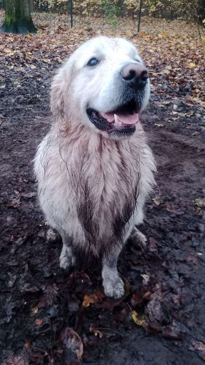 Golden Retriever-Beitrag-Bild