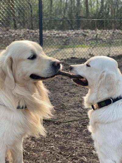 Challenge 23 : "  Euer Hund beim Frühlingserwachen "-Beitrag-Bild