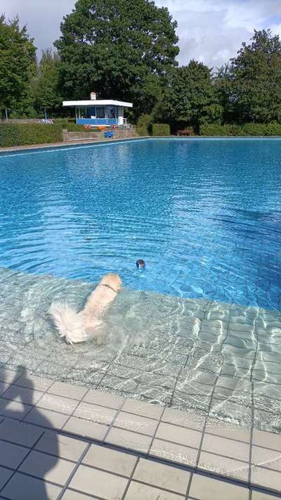 Wo sind die Golden Retriever Liebhaber?-Beitrag-Bild