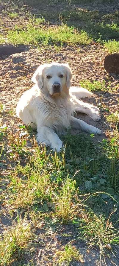 Wo sind die Golden Retriever Liebhaber?-Beitrag-Bild