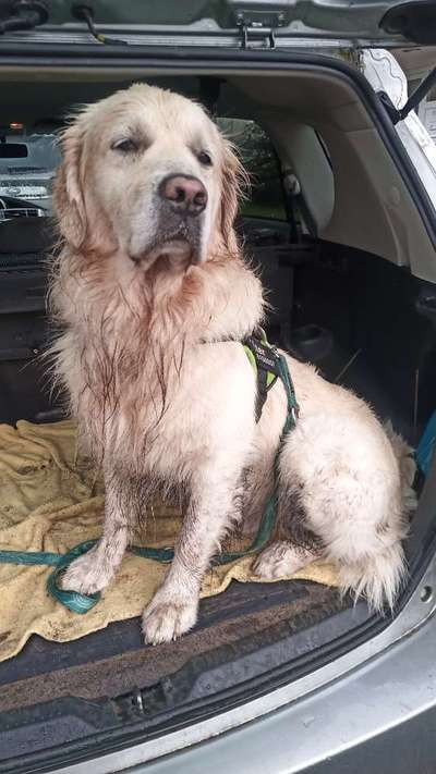 Wo sind die Golden Retriever Liebhaber?-Beitrag-Bild