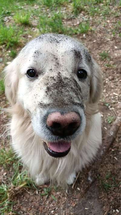 Wo sind die Golden Retriever Liebhaber?-Beitrag-Bild