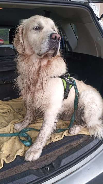 Wo sind die Golden Retriever Liebhaber?-Beitrag-Bild