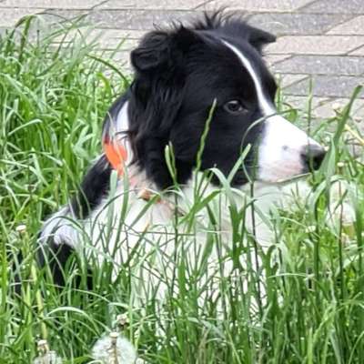 Hundetreffen-Goosefelder Gassirunden-Bild