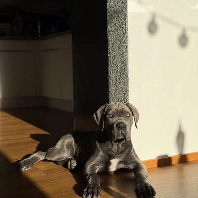 Hundetreffen-Gassi Runde-Bild