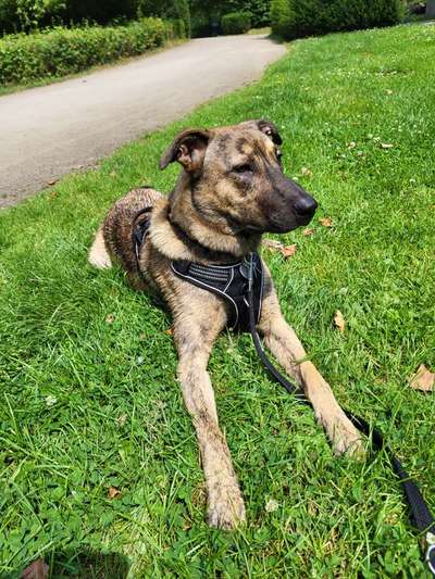 Unsere Fellnasen-Vielfalt im Überblick!-Beitrag-Bild