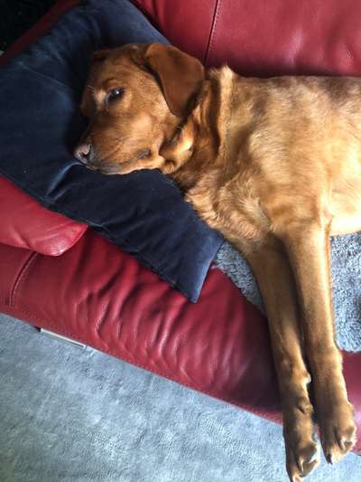 Labradorfans-Beitrag-Bild