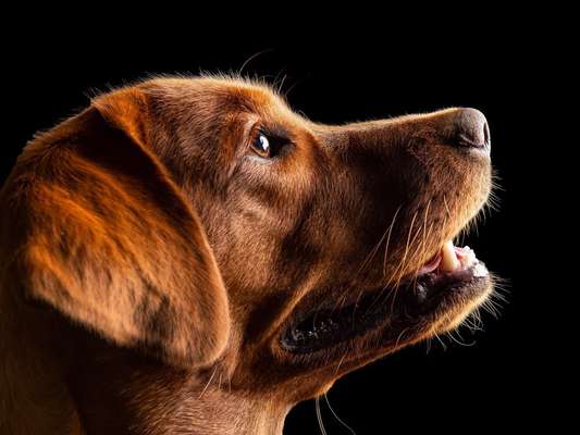 Labradorfans-Beitrag-Bild