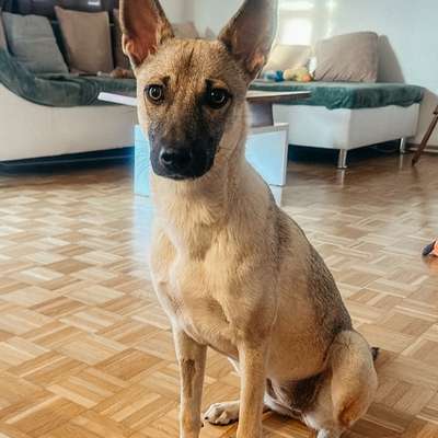 Hundetreffen-Spielrunde mit Junghund-Bild