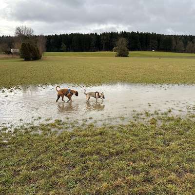 Hundetreffen-Spielgruppe für Junghunde-Bild