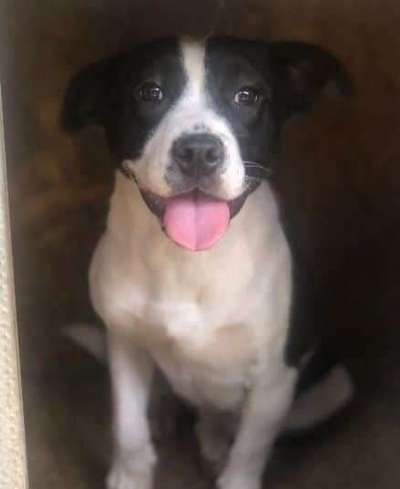 Tierschutzhunde suchen ein Zuhause-Beitrag-Bild