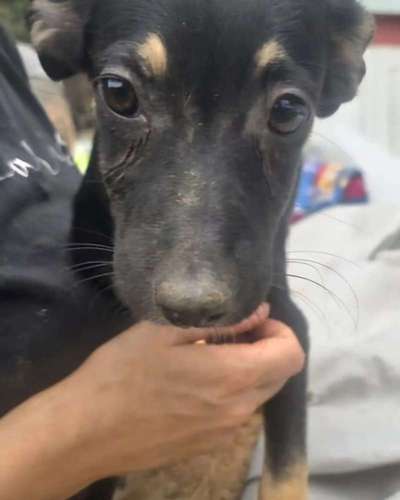 Tierschutzhunde suchen ein Zuhause-Beitrag-Bild