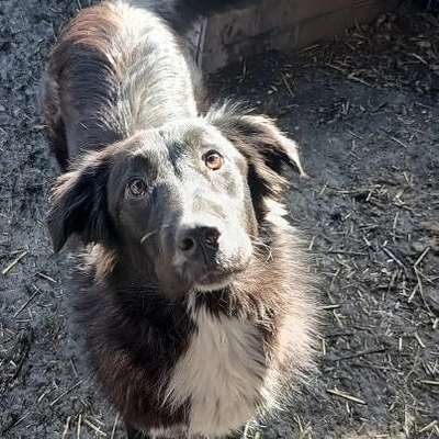 Tierschutzhunde suchen ein Zuhause-Beitrag-Bild